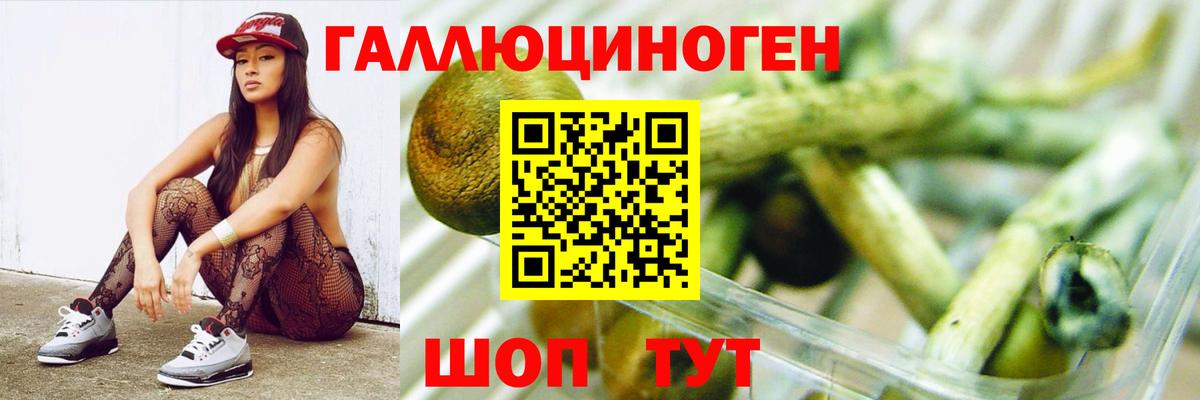 Псилоцибиновые грибы Psilocybine cubensis Новозыбков